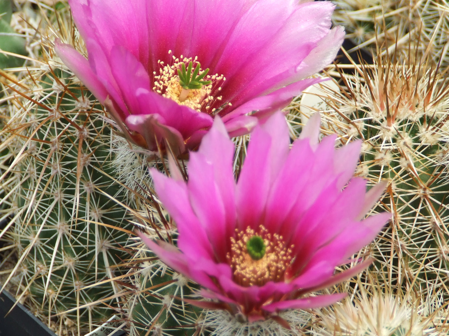 EC022:  Echinocereus engelmannii ssp decumbens   COLD HARDY CACTUS