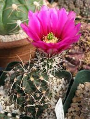 EC032: Echinocereus fendleri v. Kuenzleri COLD HARDY CACTUS