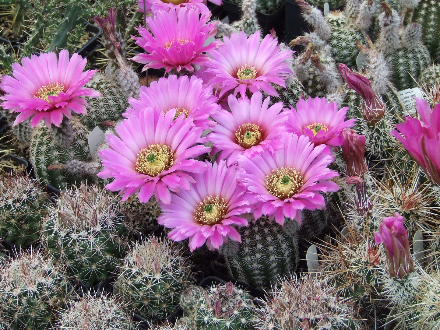 EC015:  Echinocereus reichenbachii   COLD HARDY CACTUS