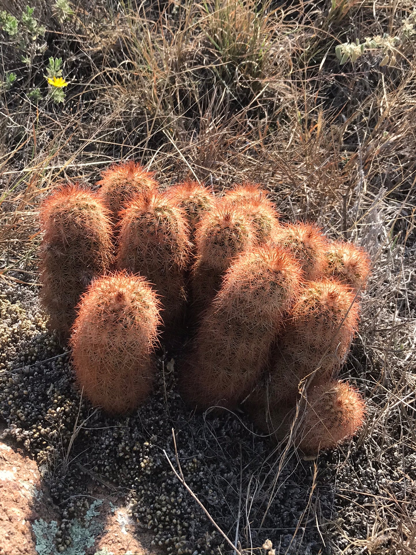 EC014: Echinocereus reichenbachii v. baileyi COLD HARDY CACTUS