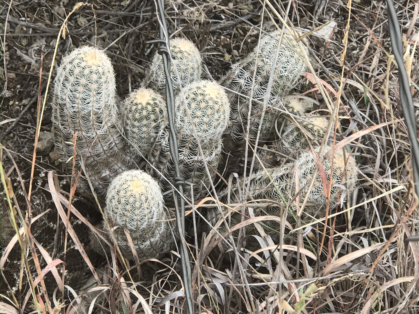 EC020: Echinocereus reichenbachii v. albispinus COLD HARDY CACTUS