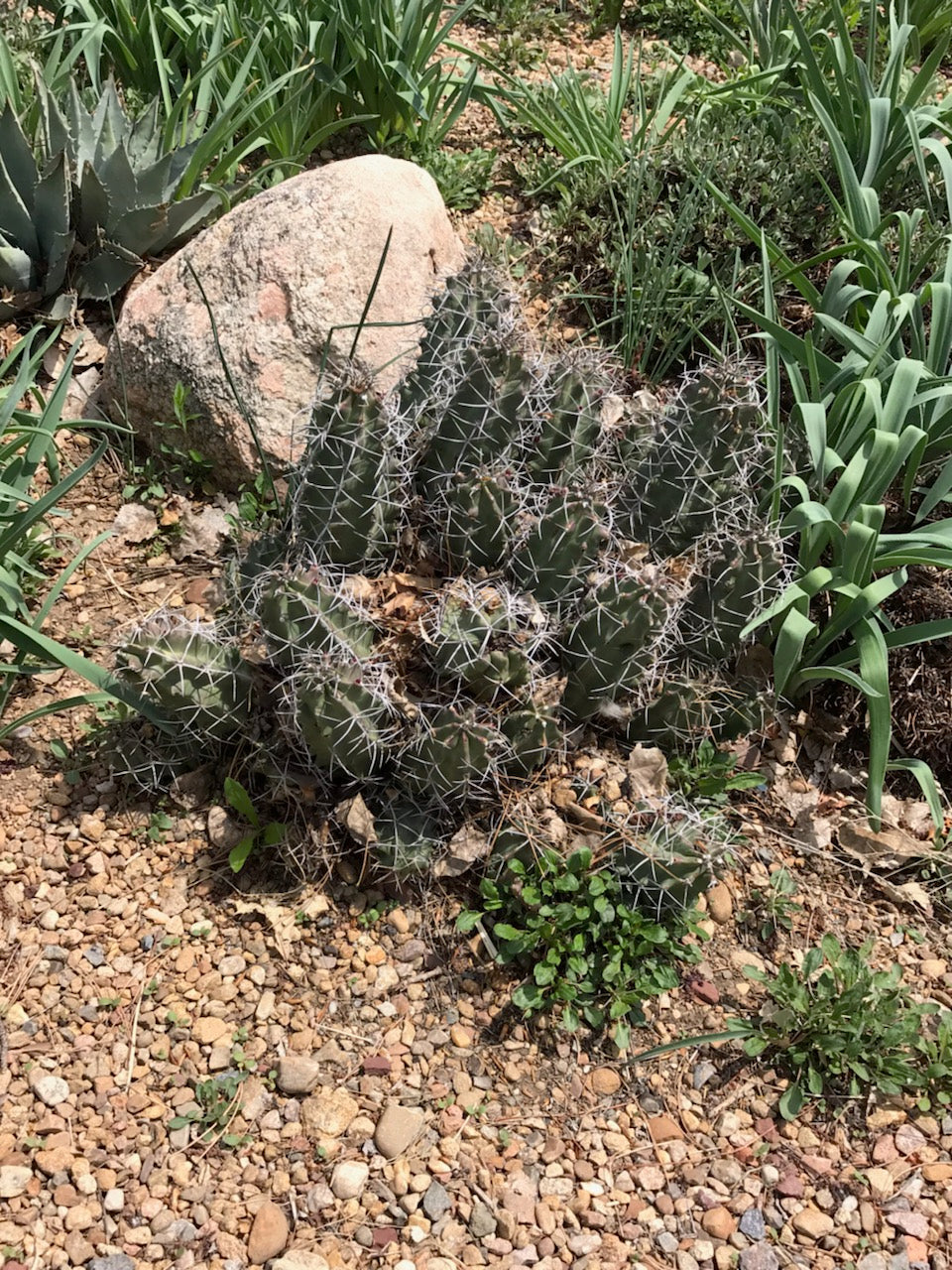 EC026 Ech. triglochidiatus v. gonacanthus ALAMOGORDO FORM   COLD HARDY CACTUS