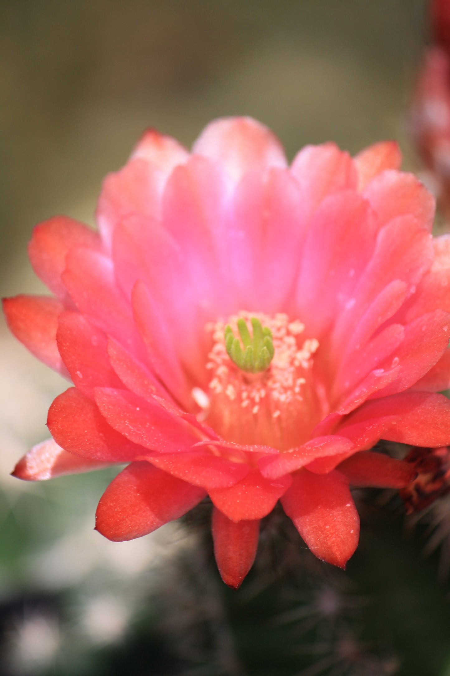 EC018: Echinocereus x roetteri COLD HARDY CACTUS