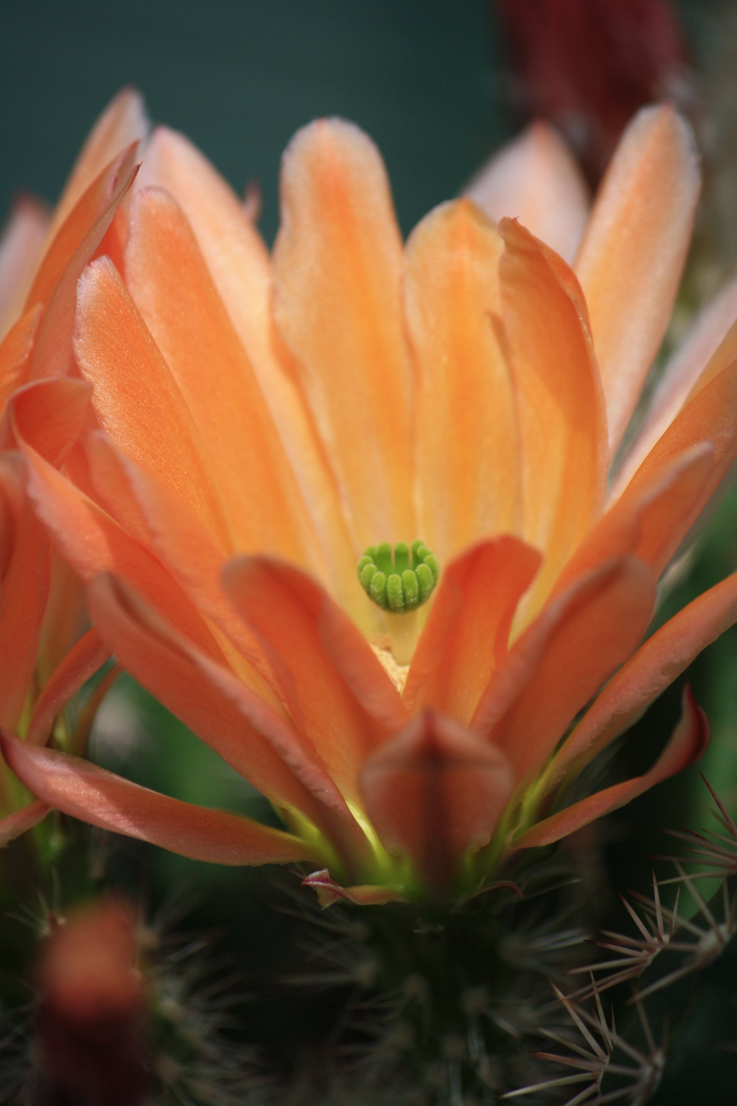 EC018: Echinocereus x roetteri COLD HARDY CACTUS