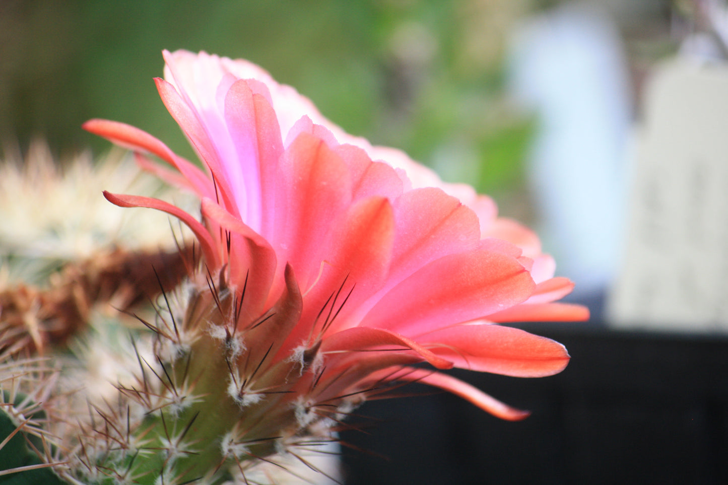 EC018: Echinocereus x roetteri COLD HARDY CACTUS