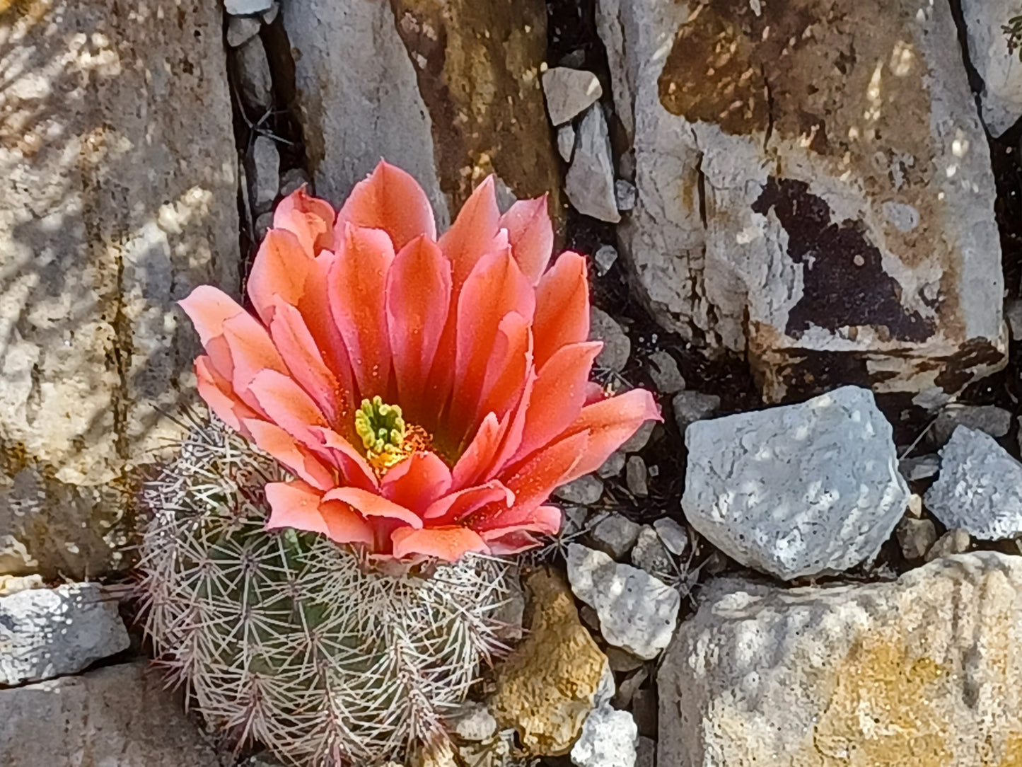 EC012: Echinocereus x lloydii, Lloyd's Hedgehog Cactus COLD HARDY CACTUS