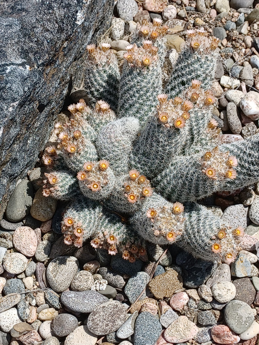 ES004:  Escobaria orcuttii v koenigii   COLD HARDY CACTUS