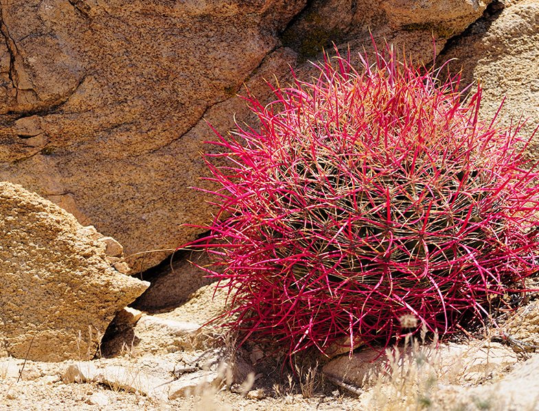 OT037: Ferocactus cylindricus, Hardy Form COLD HARDY CACTUS
