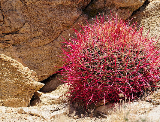 OT037:  Ferocactus cylindricus, Hardy Form   COLD HARDY CACTUS