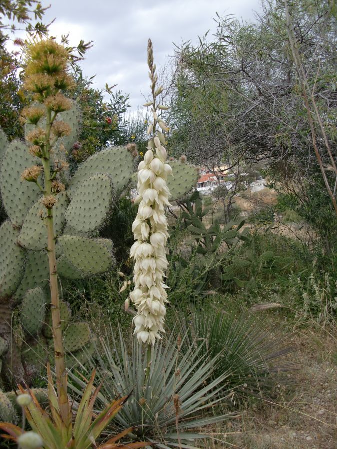 YU007: Yucca neomexicana Mini New Mexico Yucca COLD HARDY CACTUS