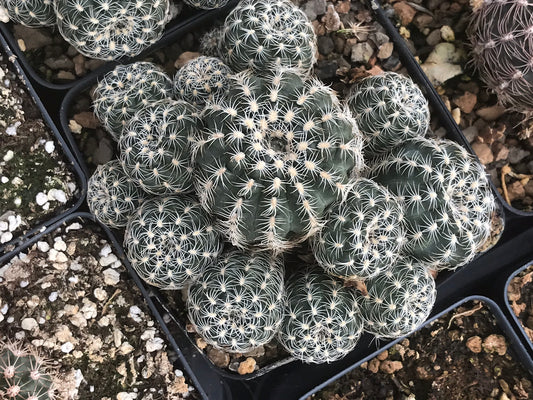 OT004: Gymnocalycium bruchii 'Bruch's Chin Cactus' (White Spined) COLD HARDY CACTUS