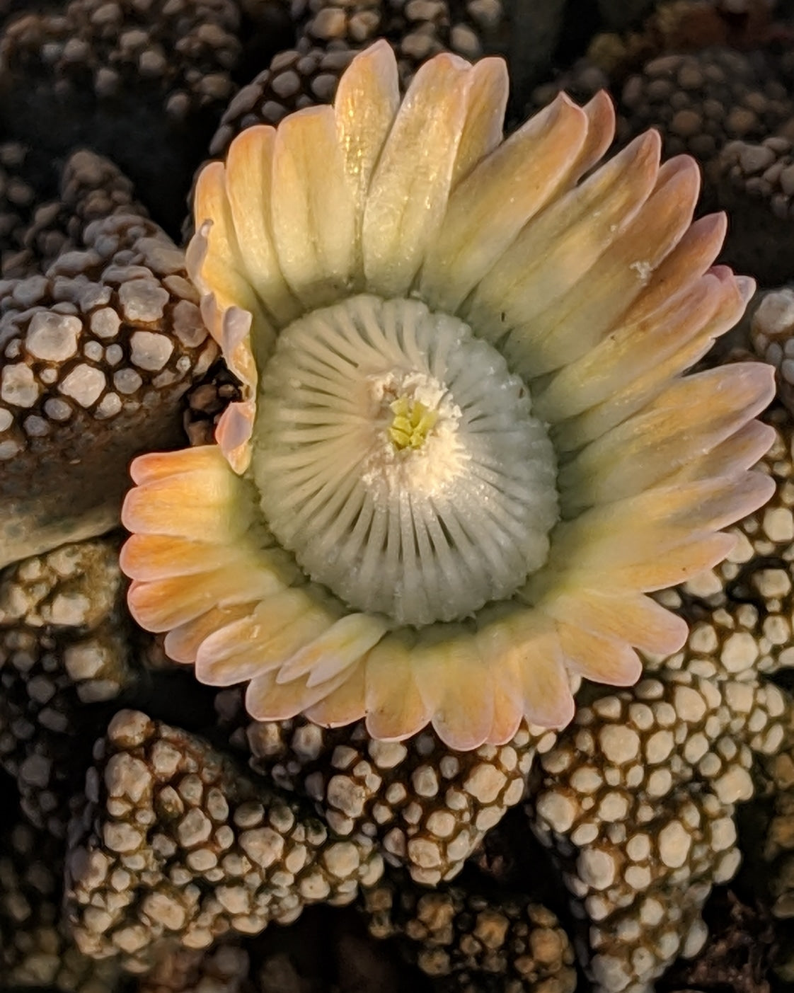 OT022: Titanopsis calcarea COLD HARDY CACTUS