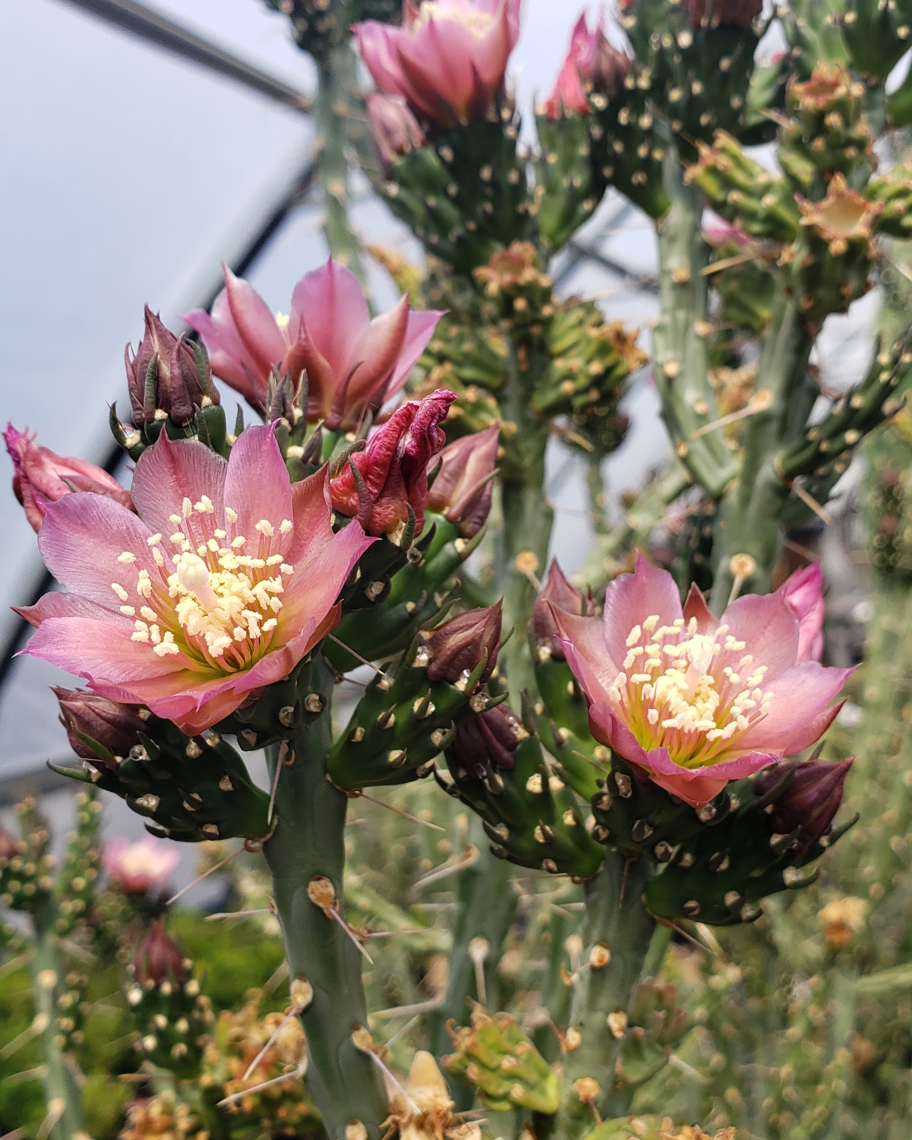 pencil like cactus OP033: Cylindropuntia kleiniae (Pencil Cholla Tree Cactus) COLD HARDY CACTUS