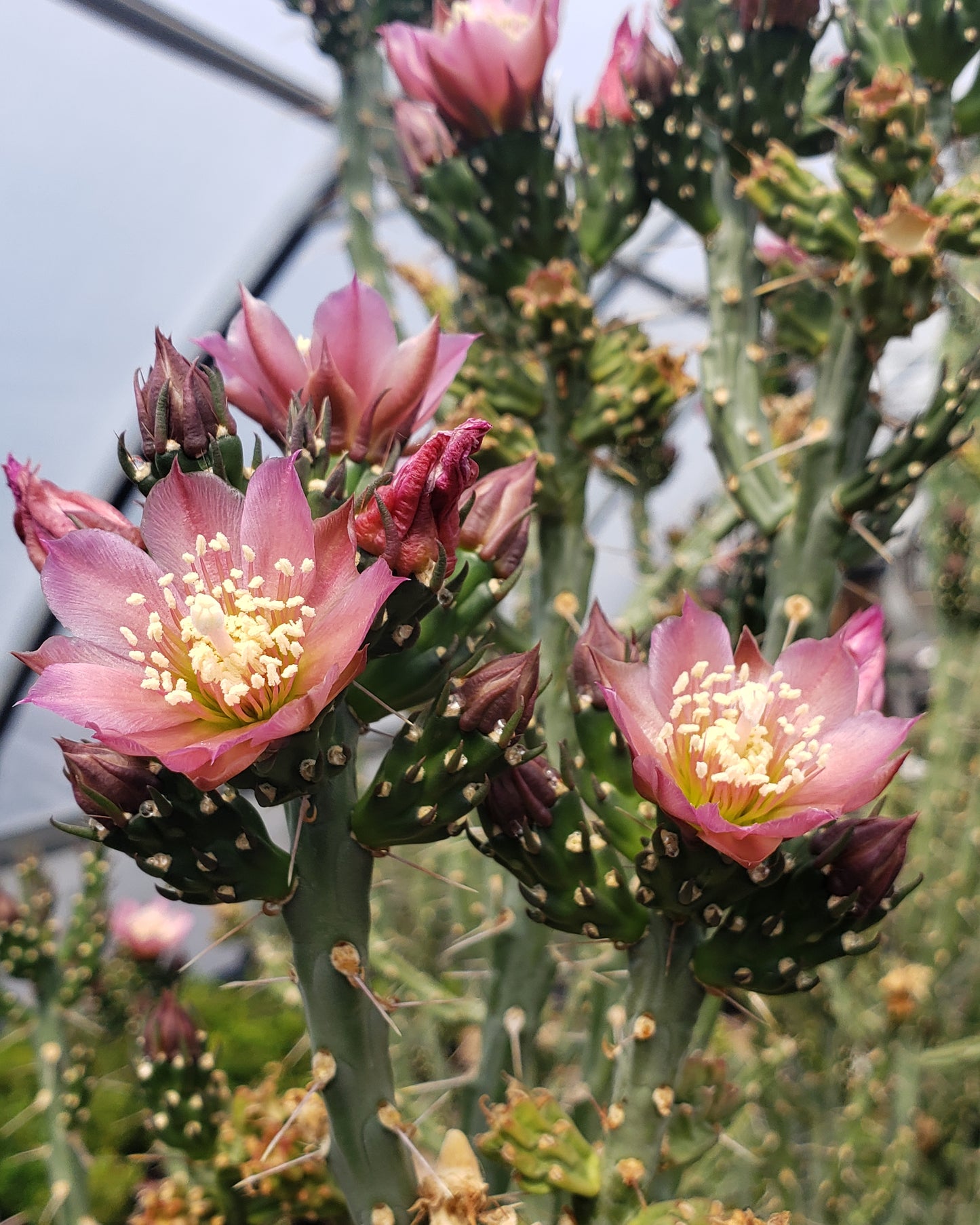 OP033: Cylindropuntia kleiniae (Pencil Cholla Tree Cactus) COLD HARDY CACTUS