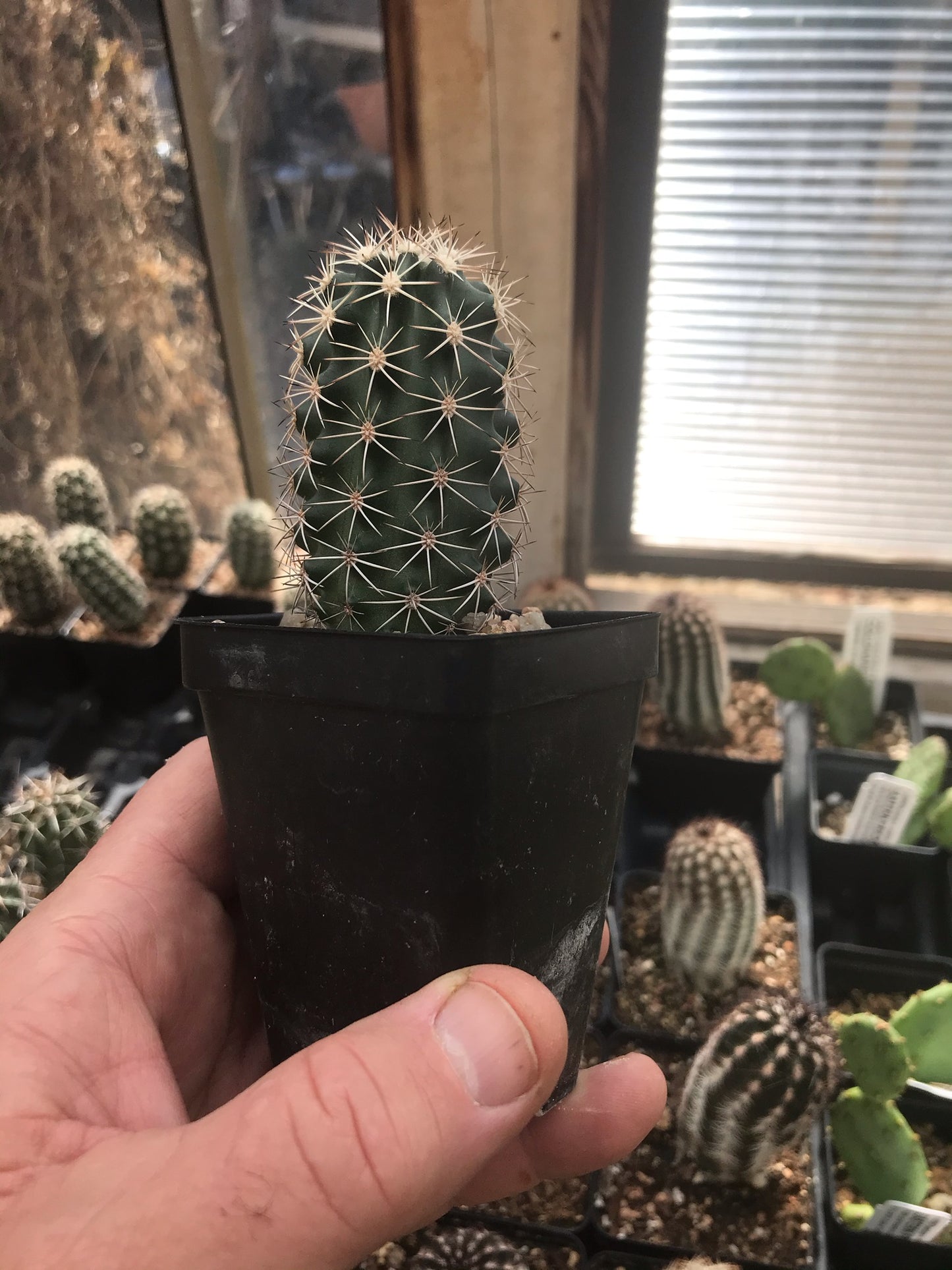 EC024: 'Purple Marvel' Echinocereus fendleri x caespitosus COLD HARDY CACTUS