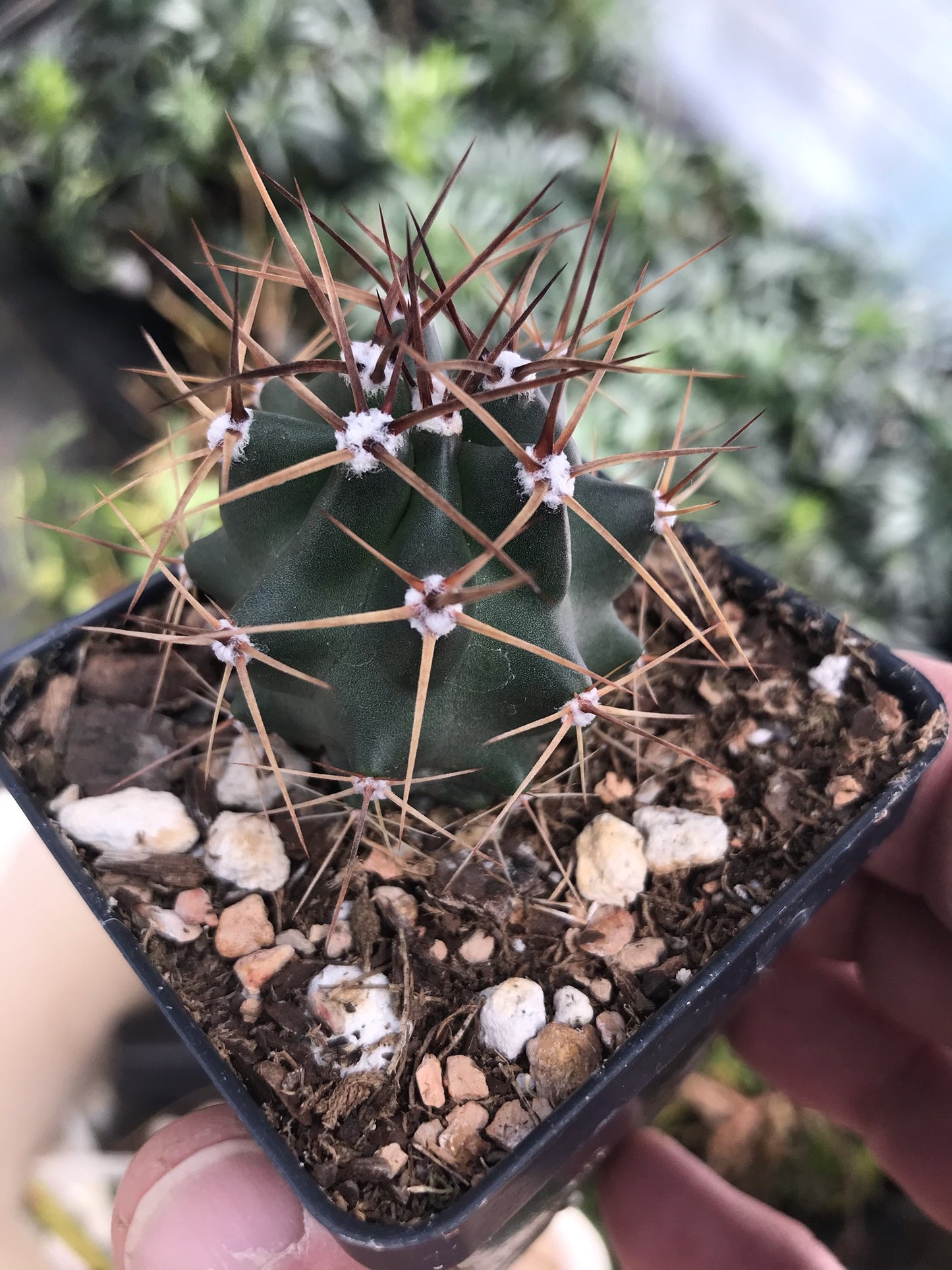 EC016: Echinocereus triglochidiatus COLD HARDY CACTUS