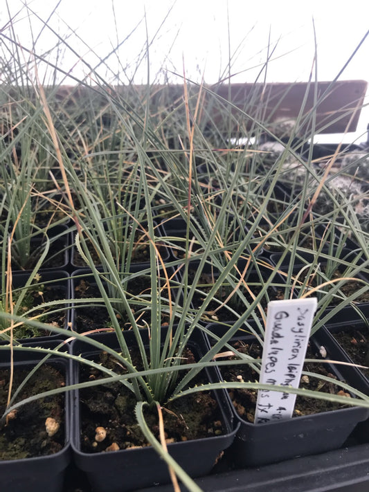 SALE! OT017: Dasylirion leiophyllum COLD HARDY CACTUS