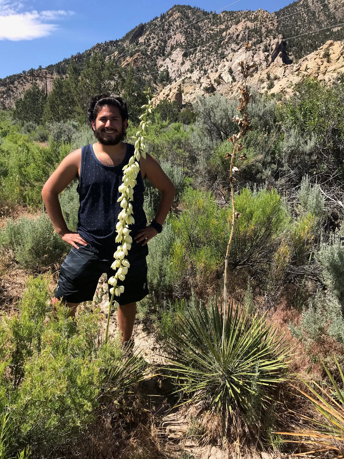 YU020: Yucca angustissima RED SEPAL FORM COLD HARDY CACTUS