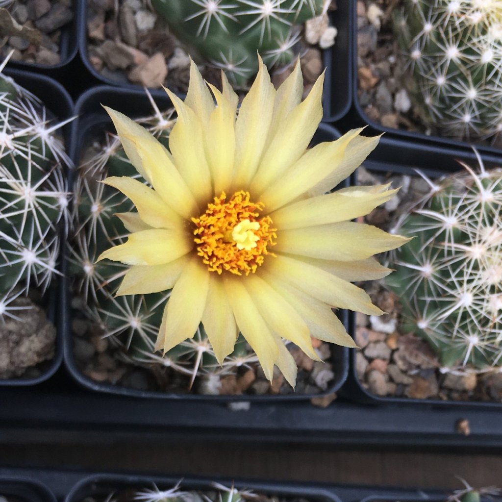 succulent plants such as cacti or pineapple CO003: Coryphantha sulcata COLD HARDY CACTUS – COLDHARDYCACTUS