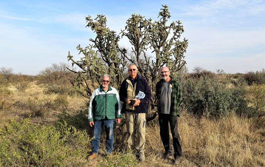 OP018: Cylindropuntia imbricata v. arborescens 'Giant Form' COLD HARDY CACTUS