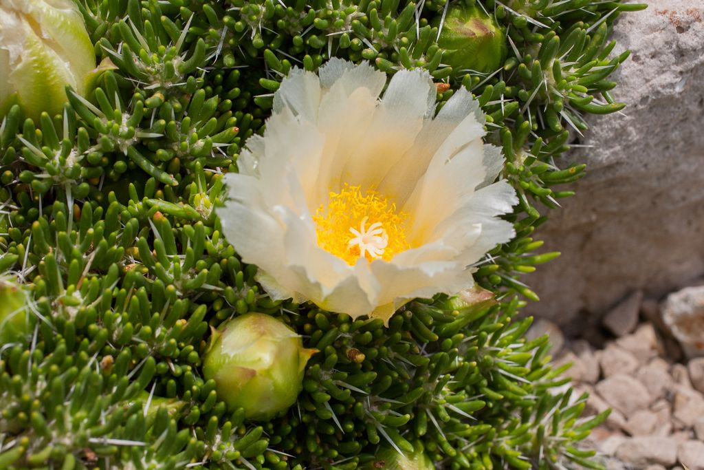 OT003: Maihuenia poeppigii    COLD HARDY CACTUS