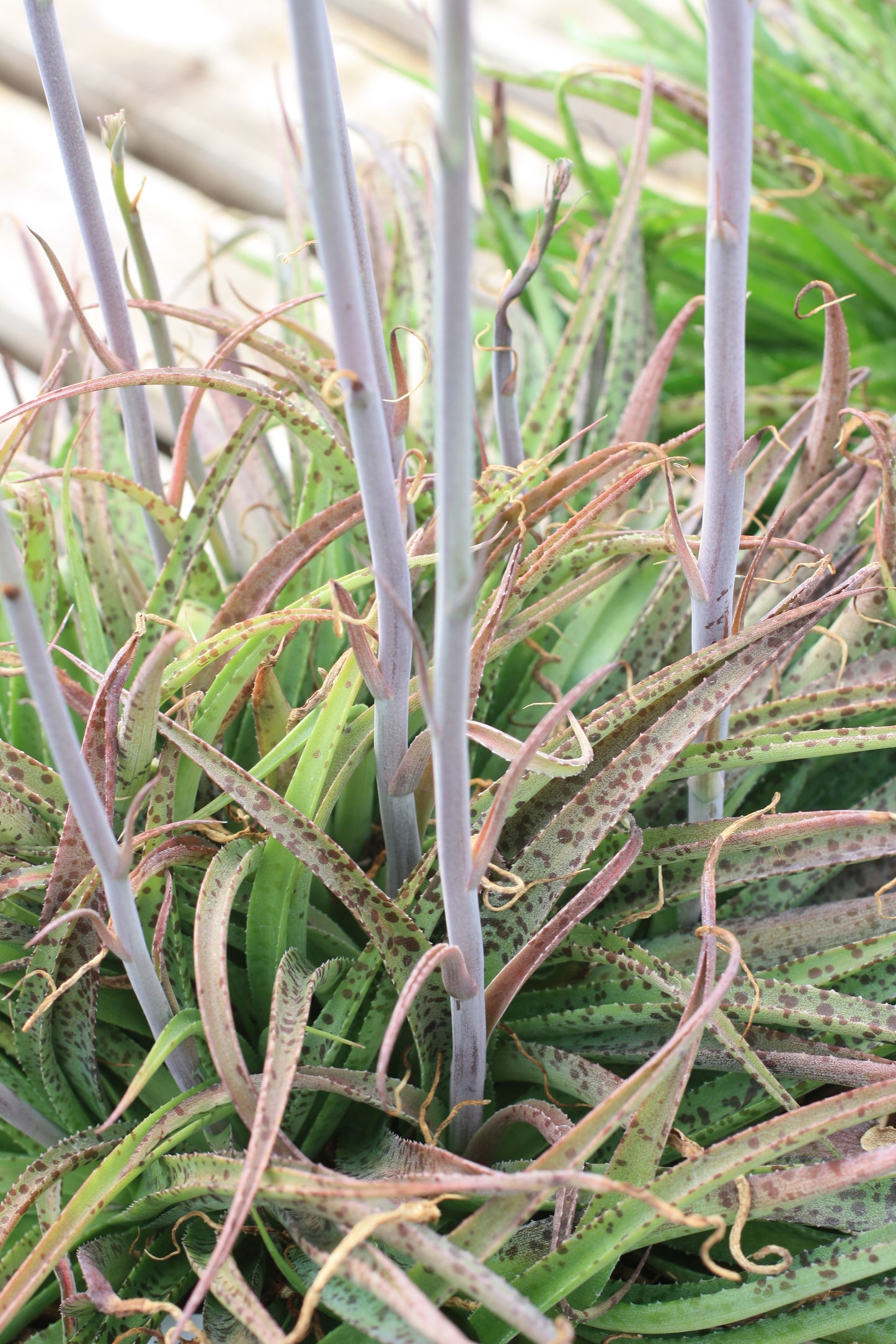 YU010: Manfreda maculosa COLD HARDY CACTUS