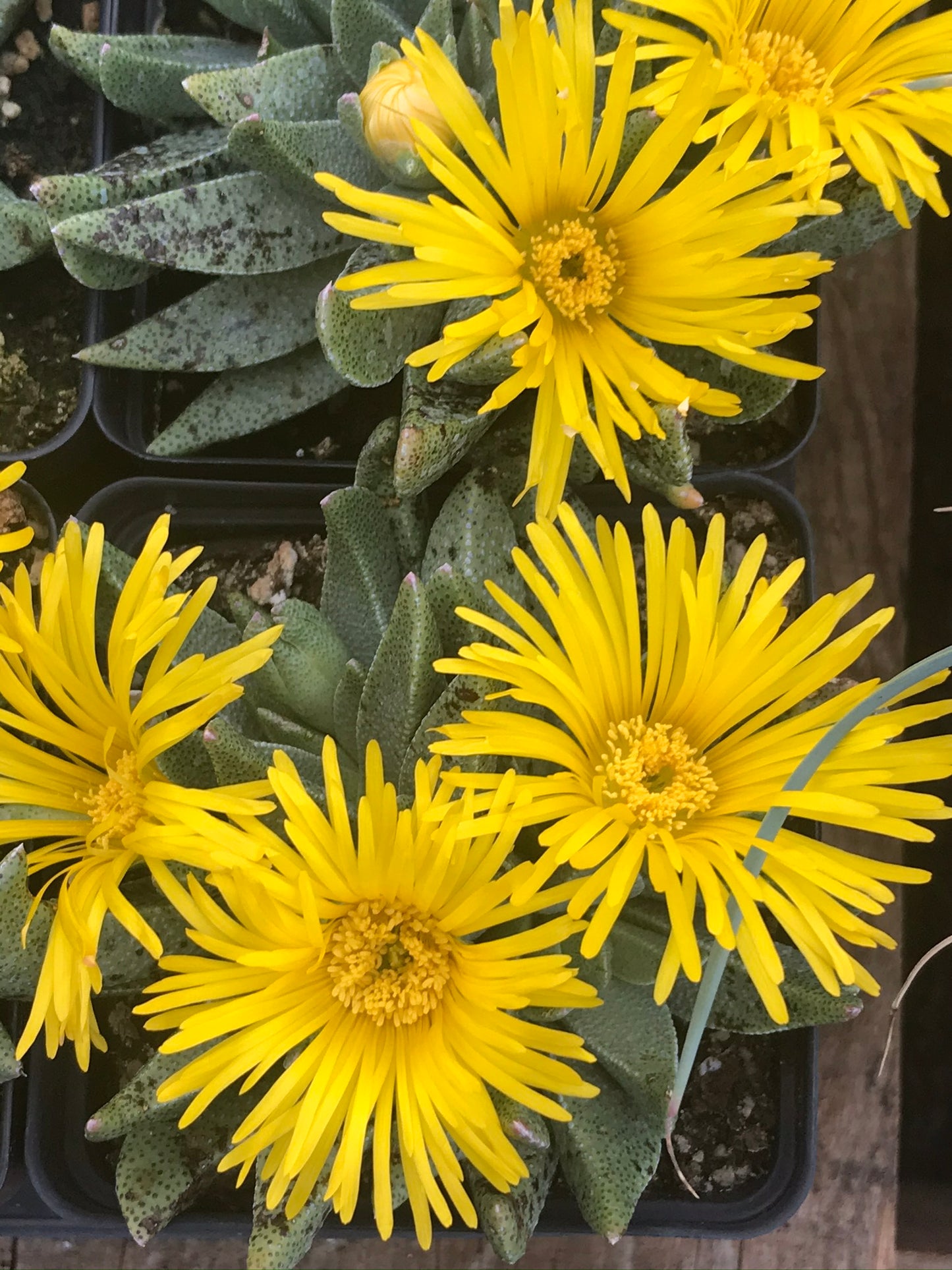OT029: Nananthus vittatus (previously Rabiae albipuncta) COLD HARDY CACTUS