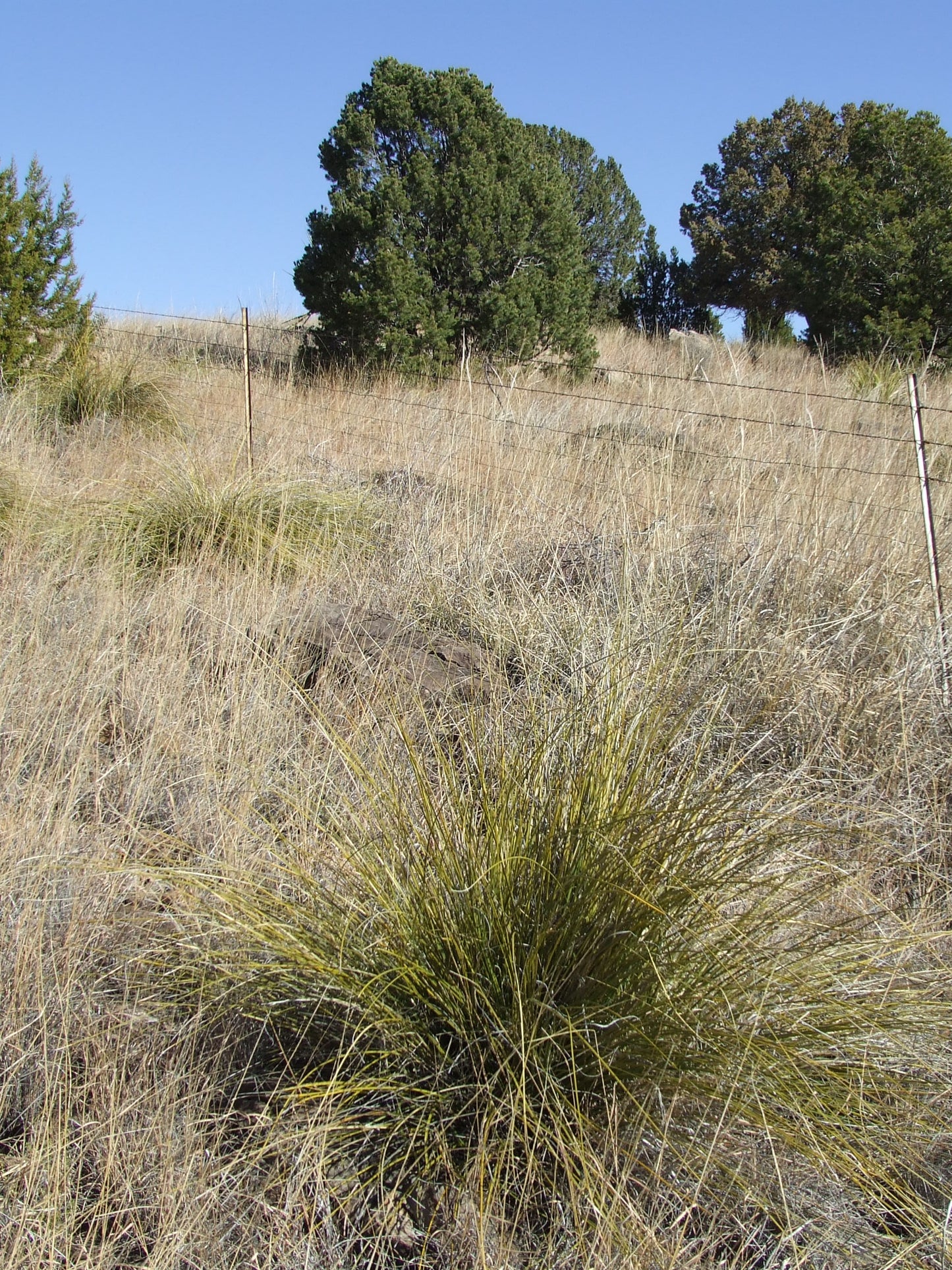 OT034: Nolina greenei COLD HARDY CACTUS