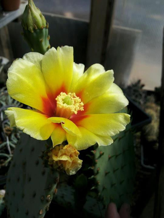 types of cactus in oklahoma OP010: Opuntia gilvescens 'Oklahoma Pancake' (Pancake Cactus) COLD HARDY CACTUS