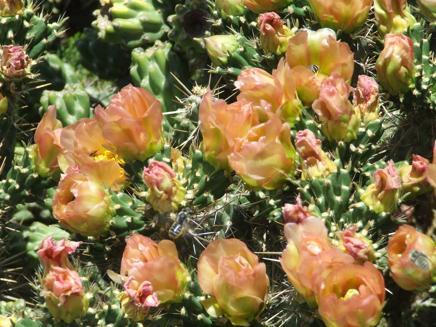 OP020: Cylindropuntia imbricata v. viridiflorus (Santa Fe Cholla) COLD HARDY CACTUS