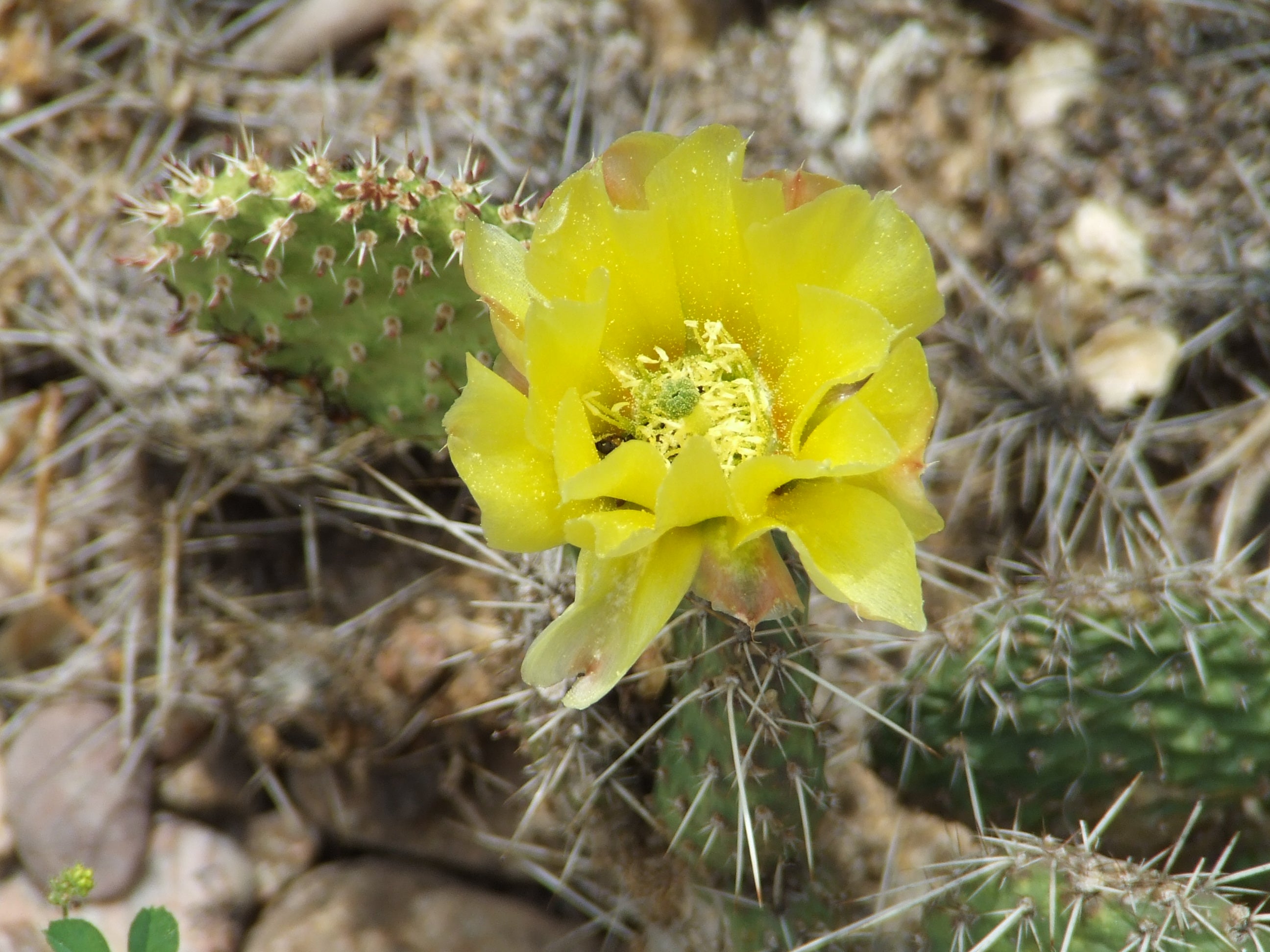 OP032: Opuntia heacockii COLD HARDY CACTUS – COLDHARDYCACTUS