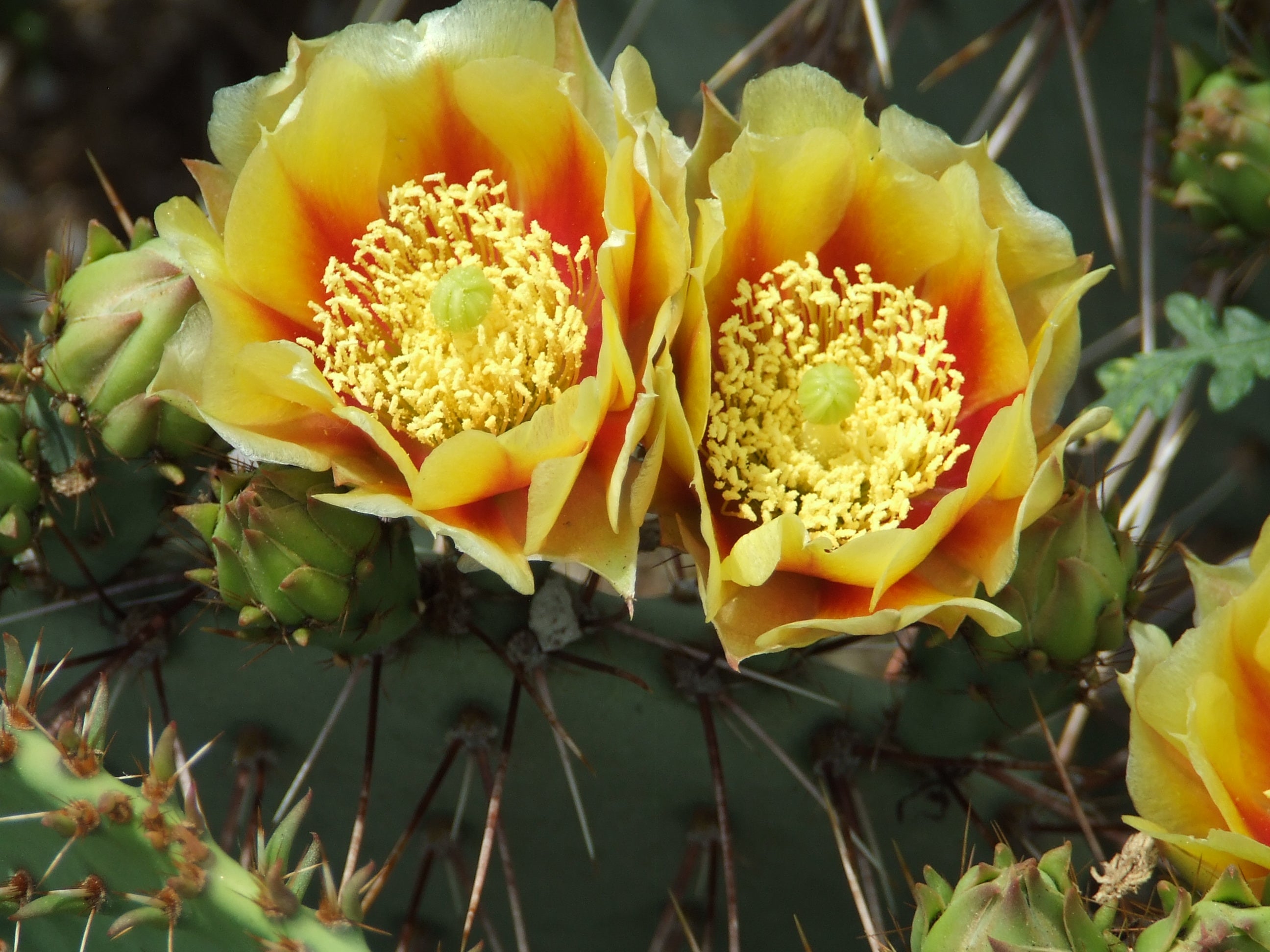 OP035: Opuntia phaeacantha 'Mesa Sky' COLD HARDY CACTUS