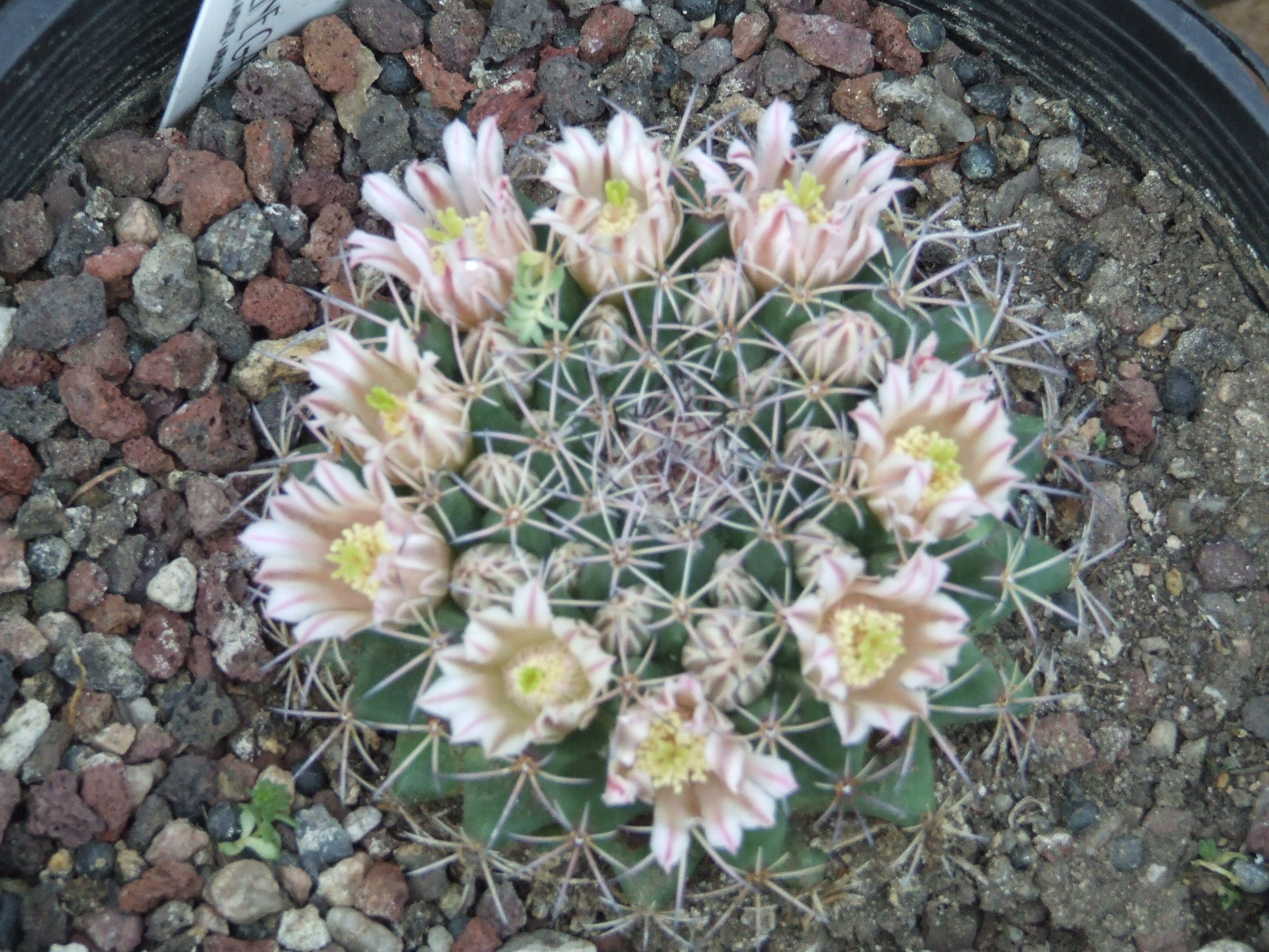 OT005: Mammillaria meiacantha ssp. heyderi COLD HARDY CACTUS –  COLDHARDYCACTUS