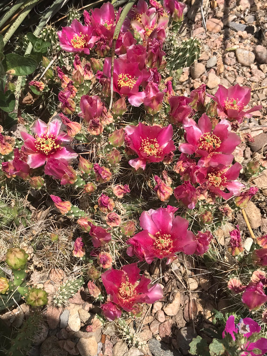 OP004: Opuntia polyacantha v. polyacantha x fragilis 'Claude Arno' COLD HARDY CACTUS
