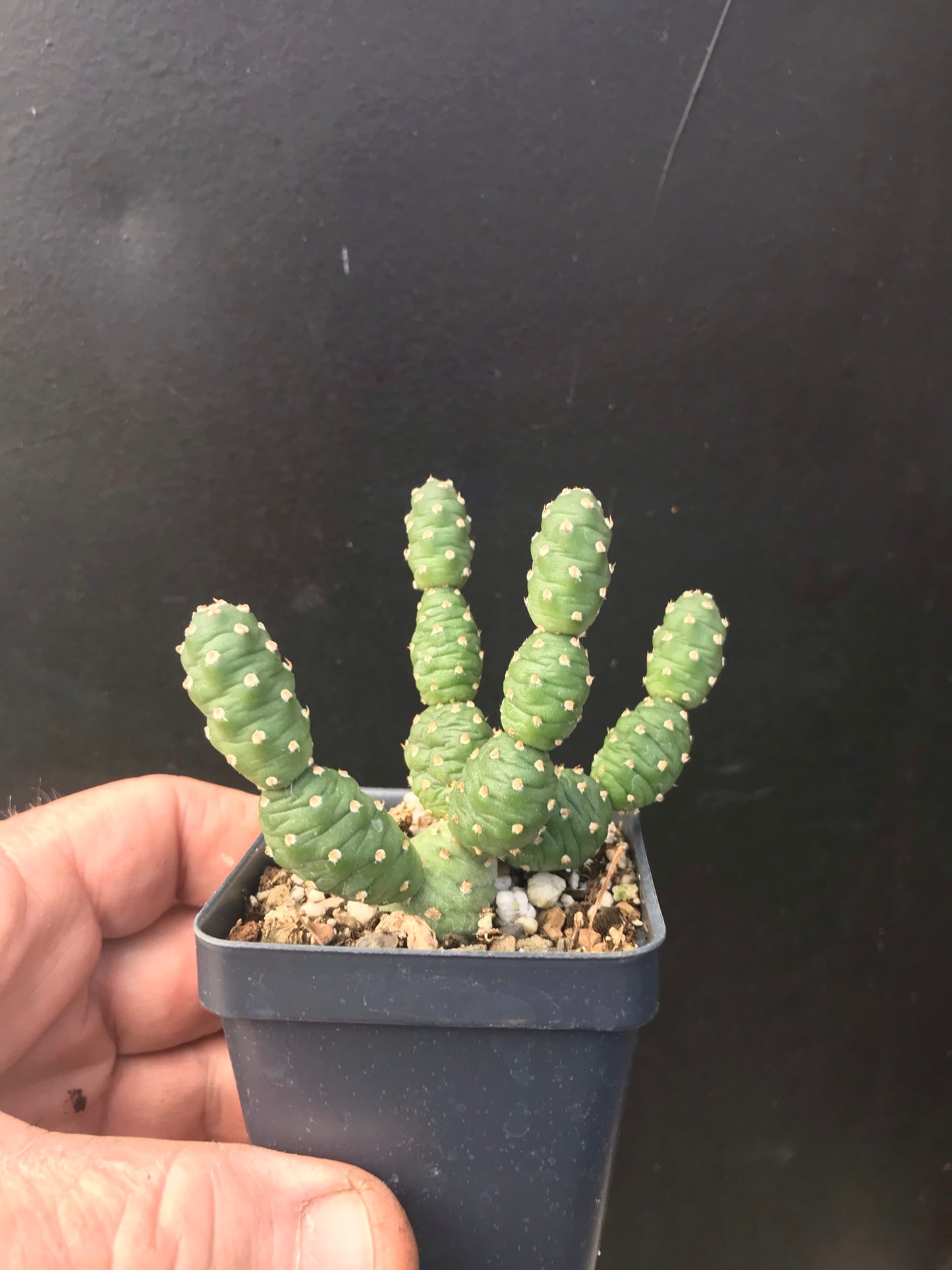 OP022 Opuntia debreczeyi 'Mouse Ears' COLD HARDY CACTUS