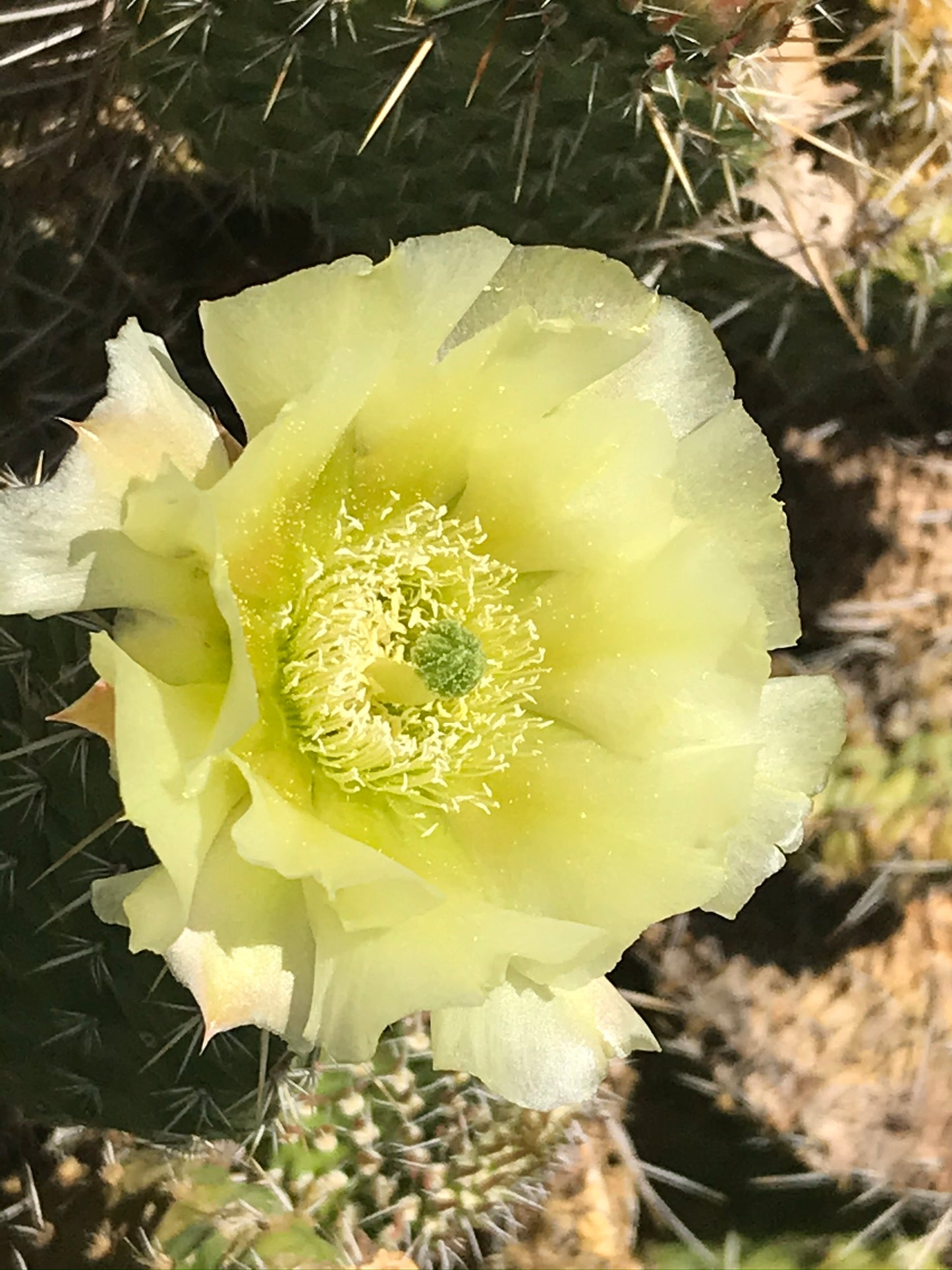 OP042: Opuntia cymochila x polyacantha 'Pawnee's Green Rose' COLD HARDY CACTUS