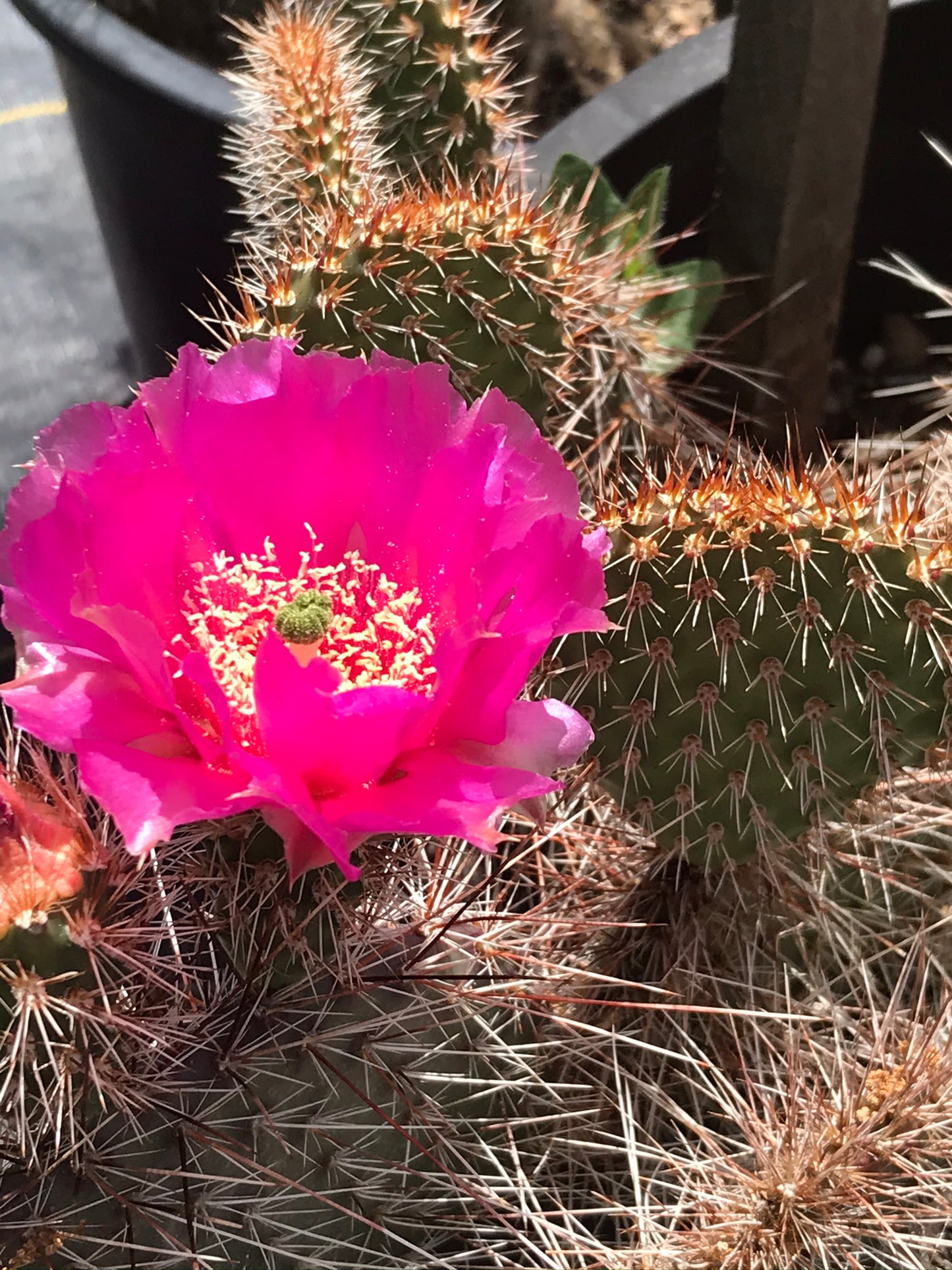 OP113: Opuntia polyacantha v. hystricina 'Rubia' COLD HARDY CACTUS