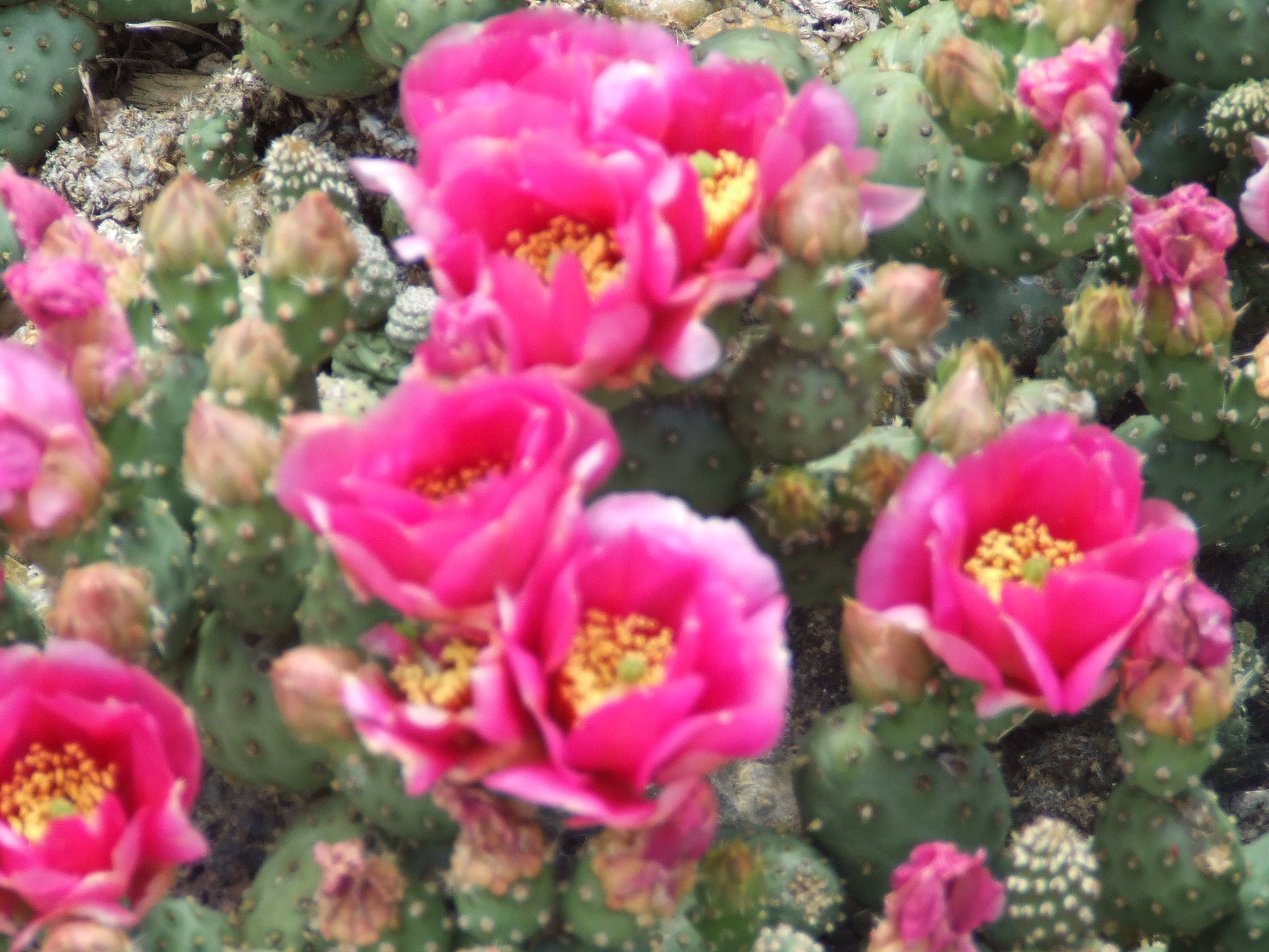 prickly pear cactus alberta OP027: Opuntia debreczeyi 'Alberta Sunset' (Spineless Cat's Paw Cactus – COLDHARDYCACTUS