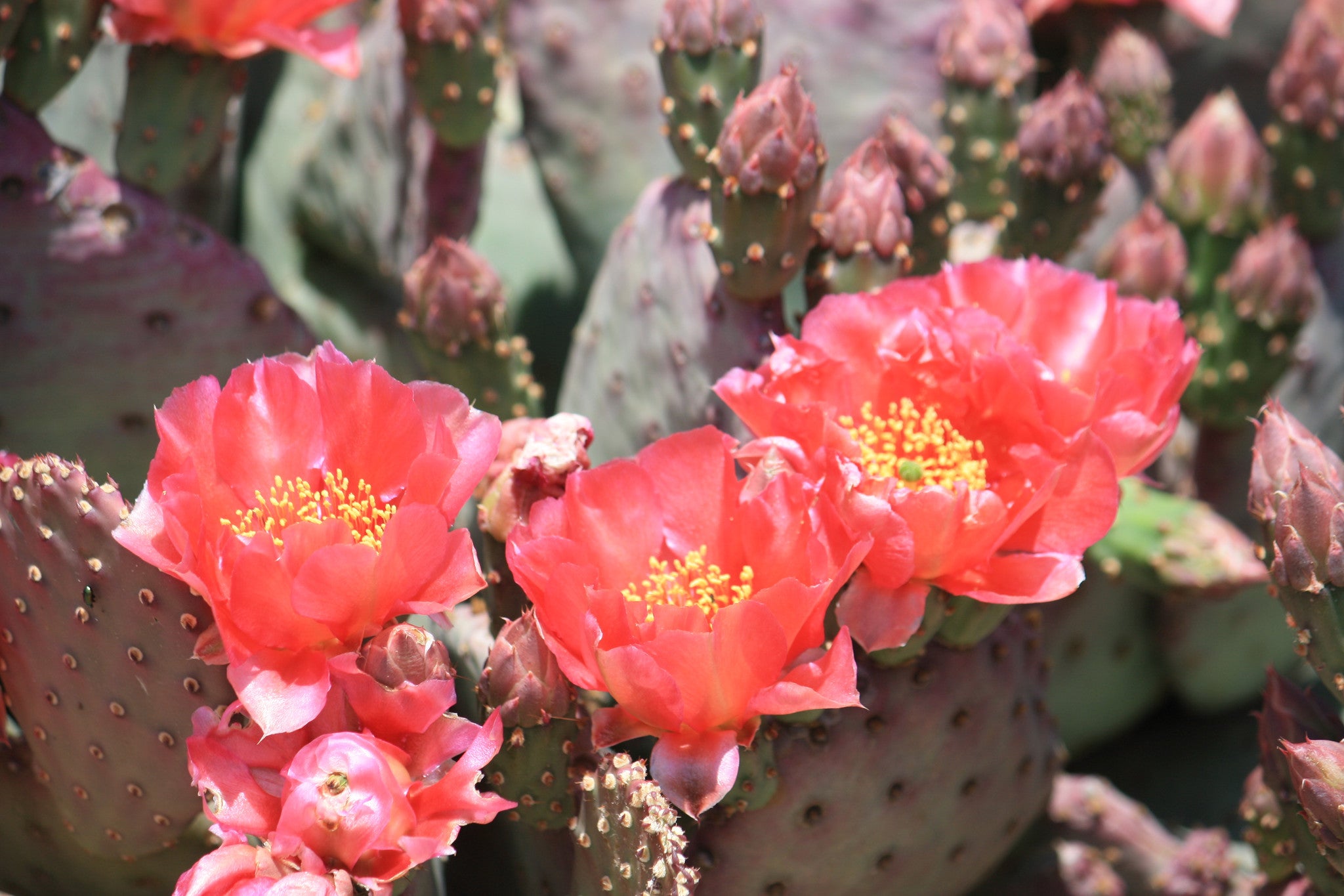 baby prickly pear cactus OP089: Opuntia hybrid ‘Baby Rita’ COLD HARDY CACTUS