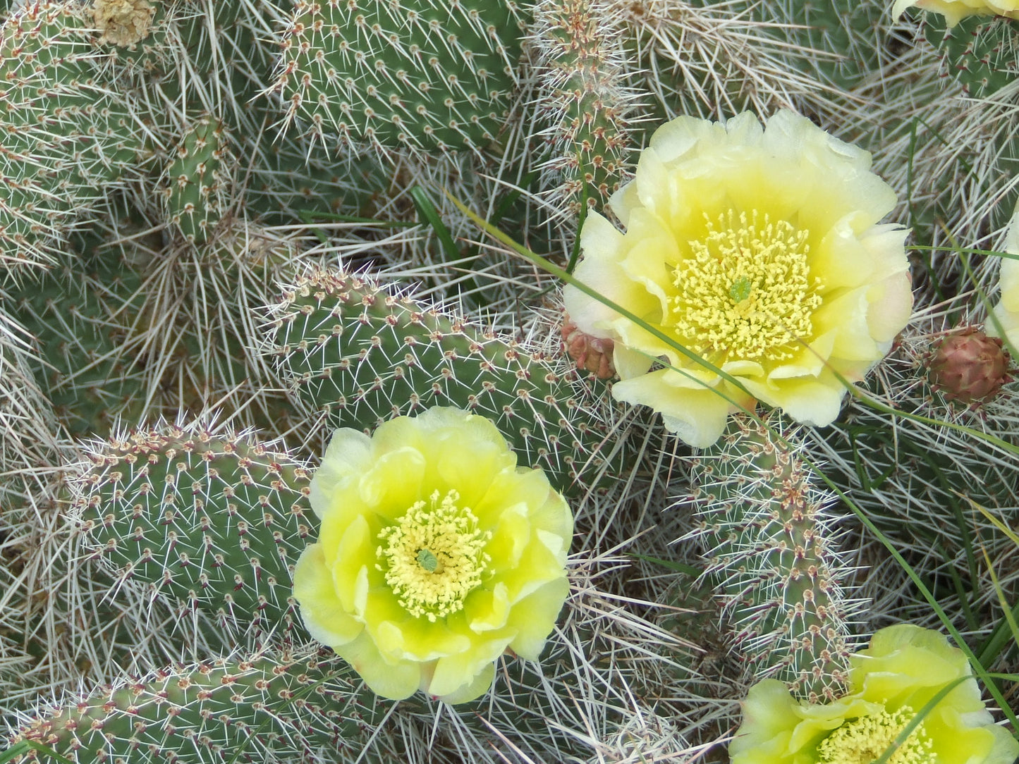 OP002: Opuntia polyacantha 'Bernalillo' COLD HARDY CACTUS