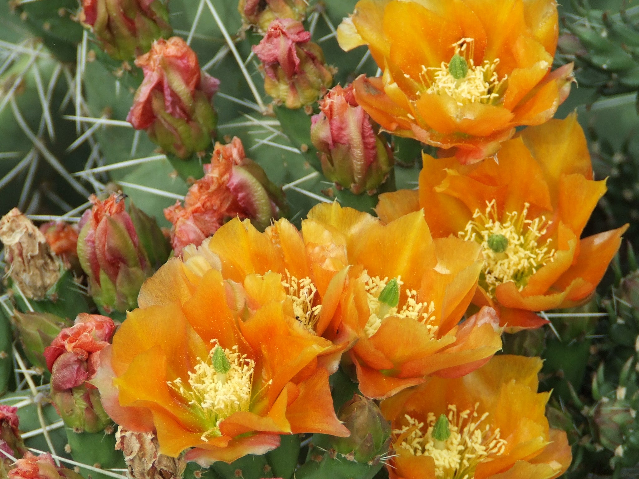 OP091: Opuntia phaeacantha v. woodsii 'Brilliant Orange' COLD