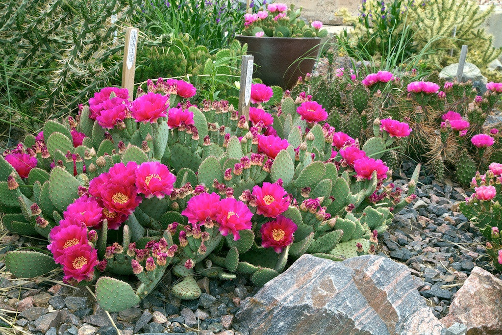 prickly pear cactus winter OP105: Opuntia aurea 'Coombe's Winter Glow' (Winter Glow Beavertail Cactus) COLD HARDY CACTUS