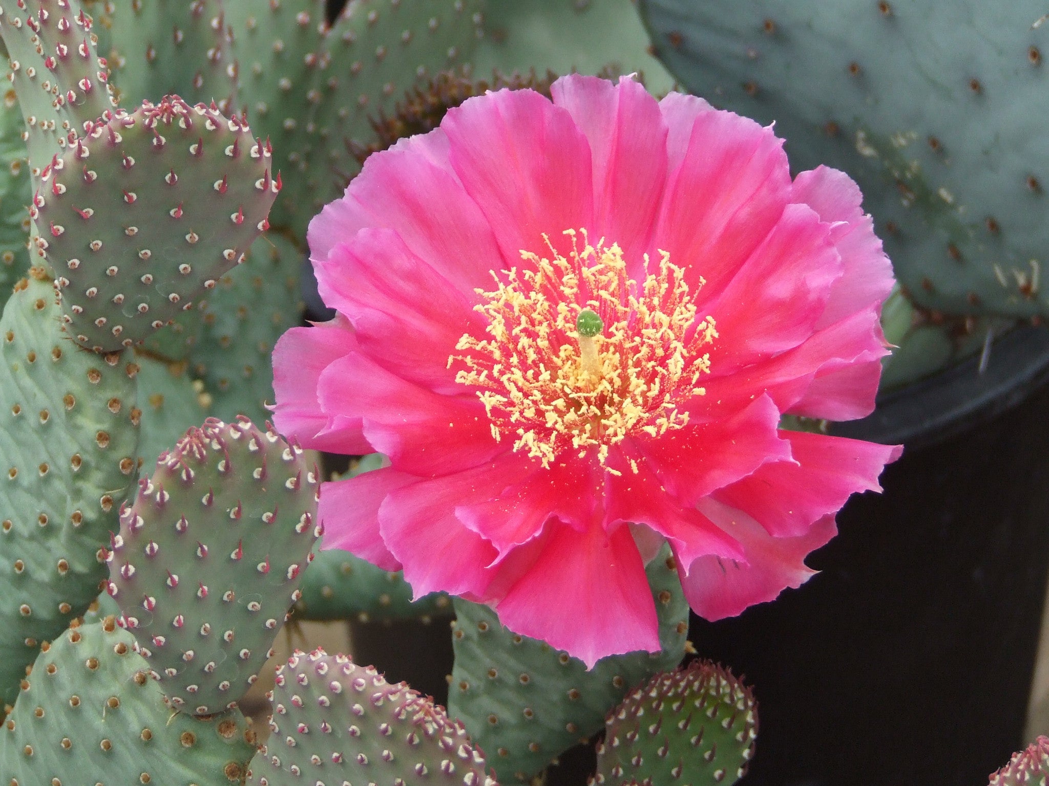 cactus niederanven OP077: Opuntia schweriniana x basilaris 'Dazzler' COLD HARDY CACTUS