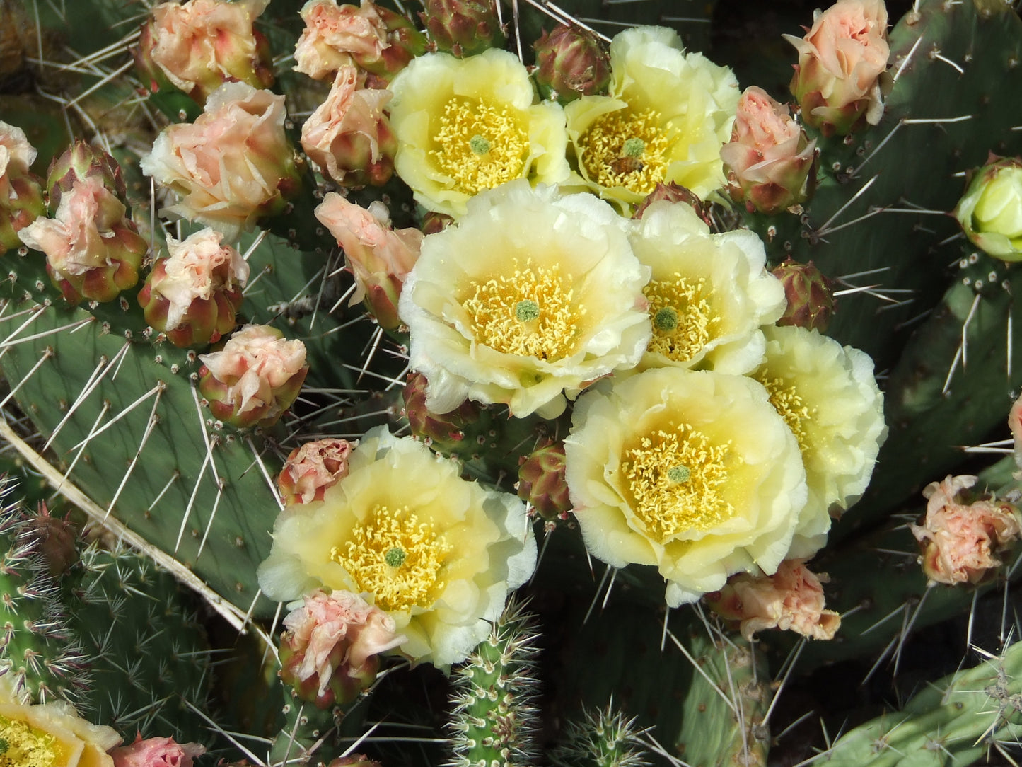 OP007: Opuntia 'East Meets West' (O. fragilis/humifusa hybrid) COLD HARDY CACTUS