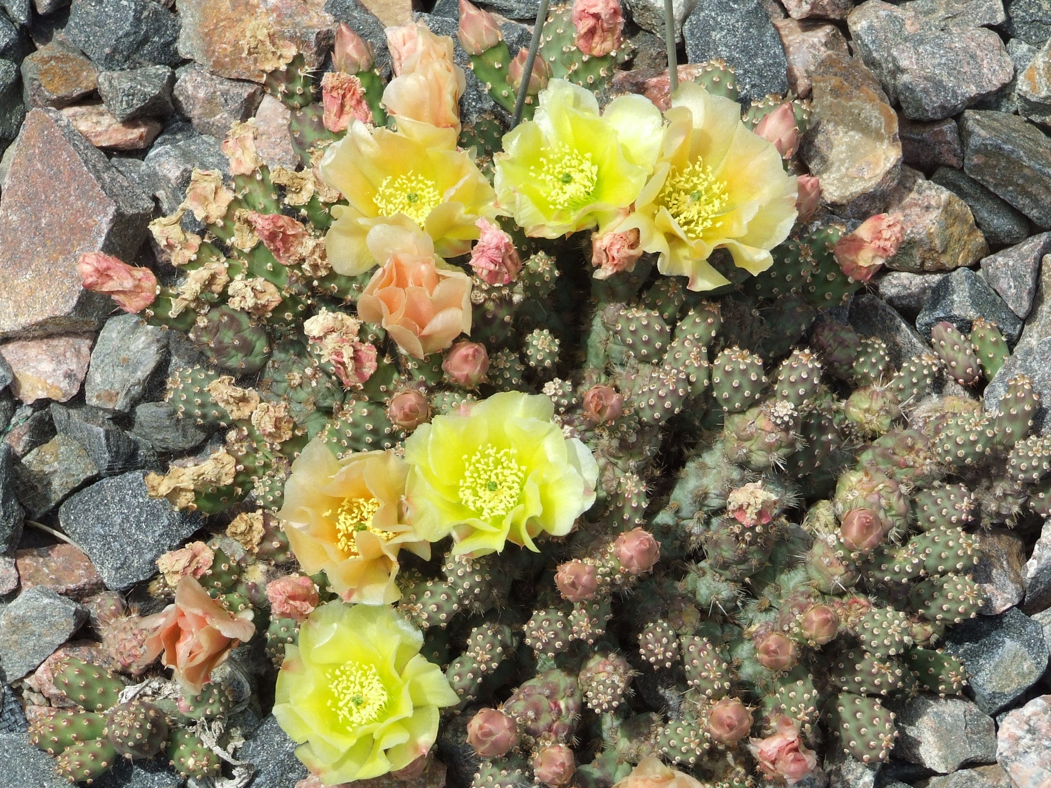 OP066: Opuntia fragilis 'Little Grey Mound' COLD HARDY CACTUS