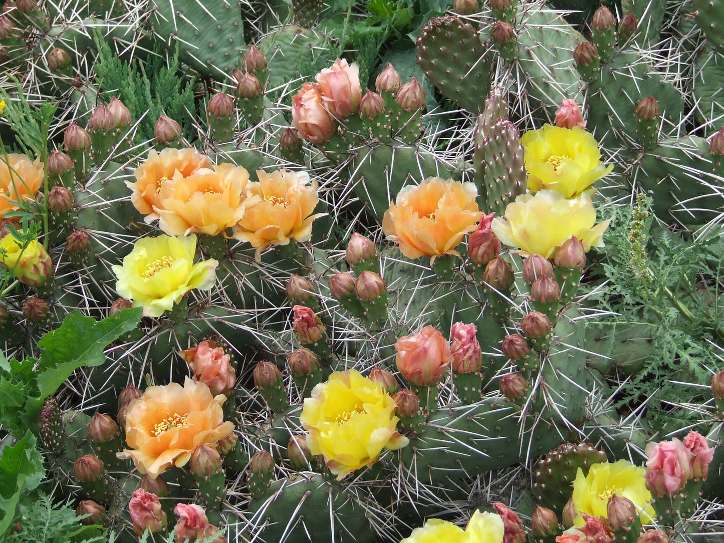 OP061: Opuntia rhodantha 'Oranges and Lemons' COLD HARDY CACTUS