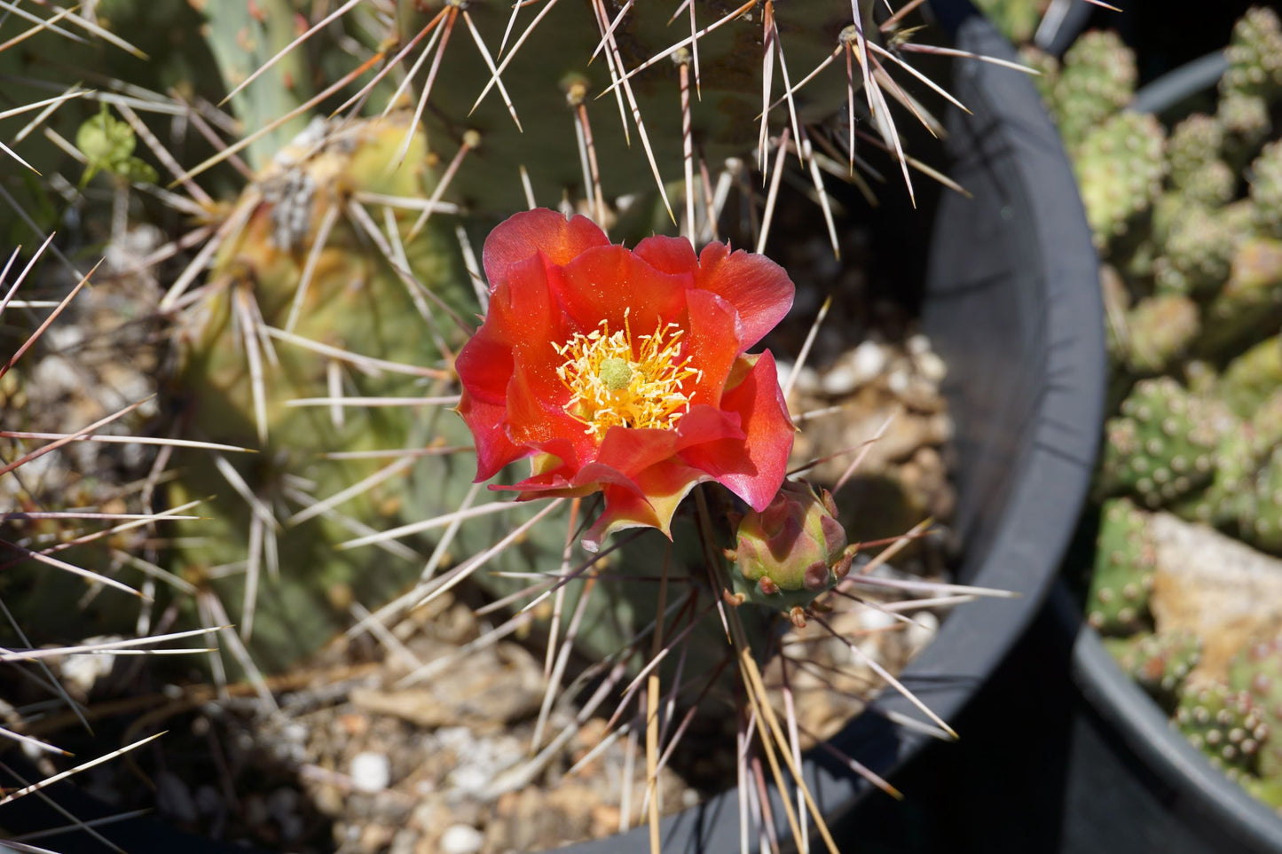 OP116:  Opuntia 'Nectarine Sorbet' COLD HARDY CACTUS