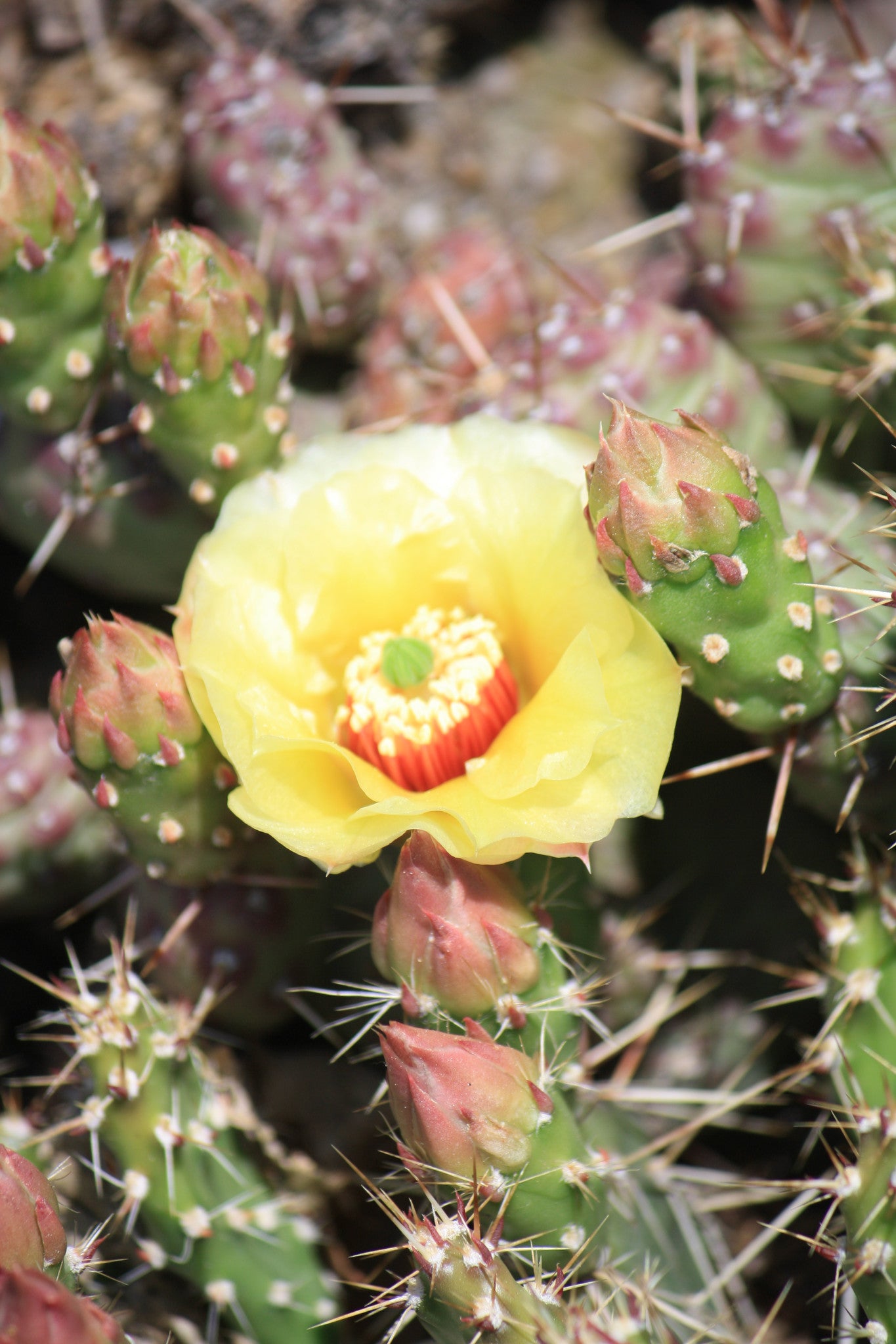 nevada cactus OP029: Opuntia fragilis 'Nevada Cushion' (Cat's Paw Cactus) COLD HARDY  CACTUS