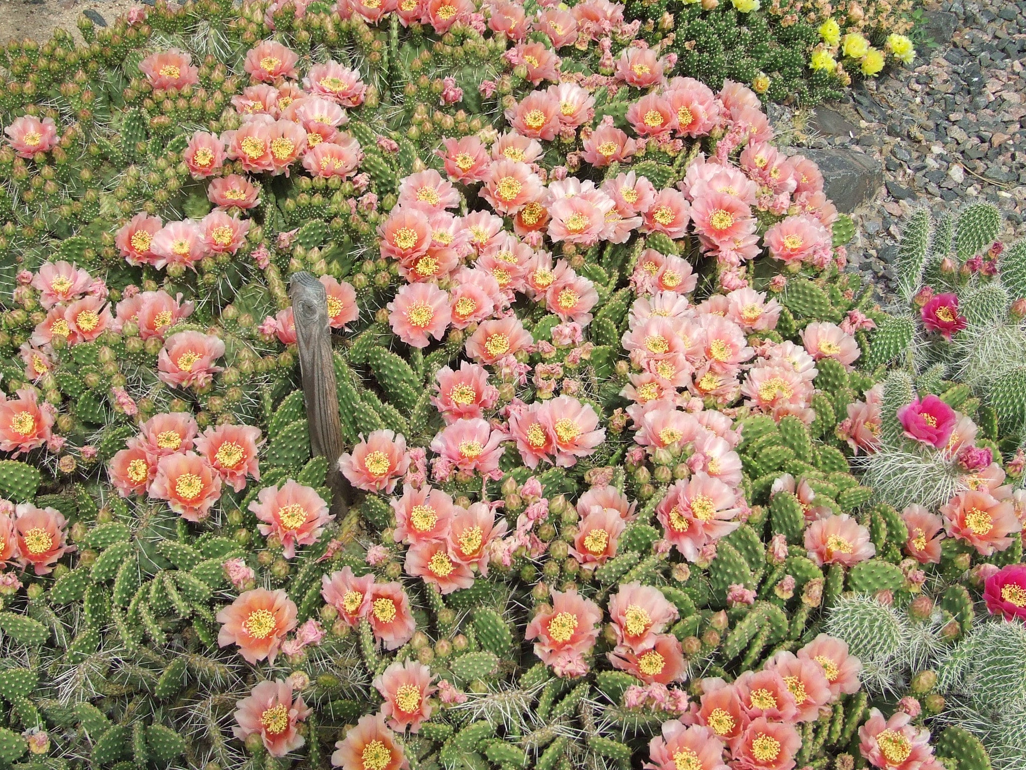 OP073: Opuntia 'Peach Chiffon' COLD HARDY CACTUS – COLDHARDYCACTUS