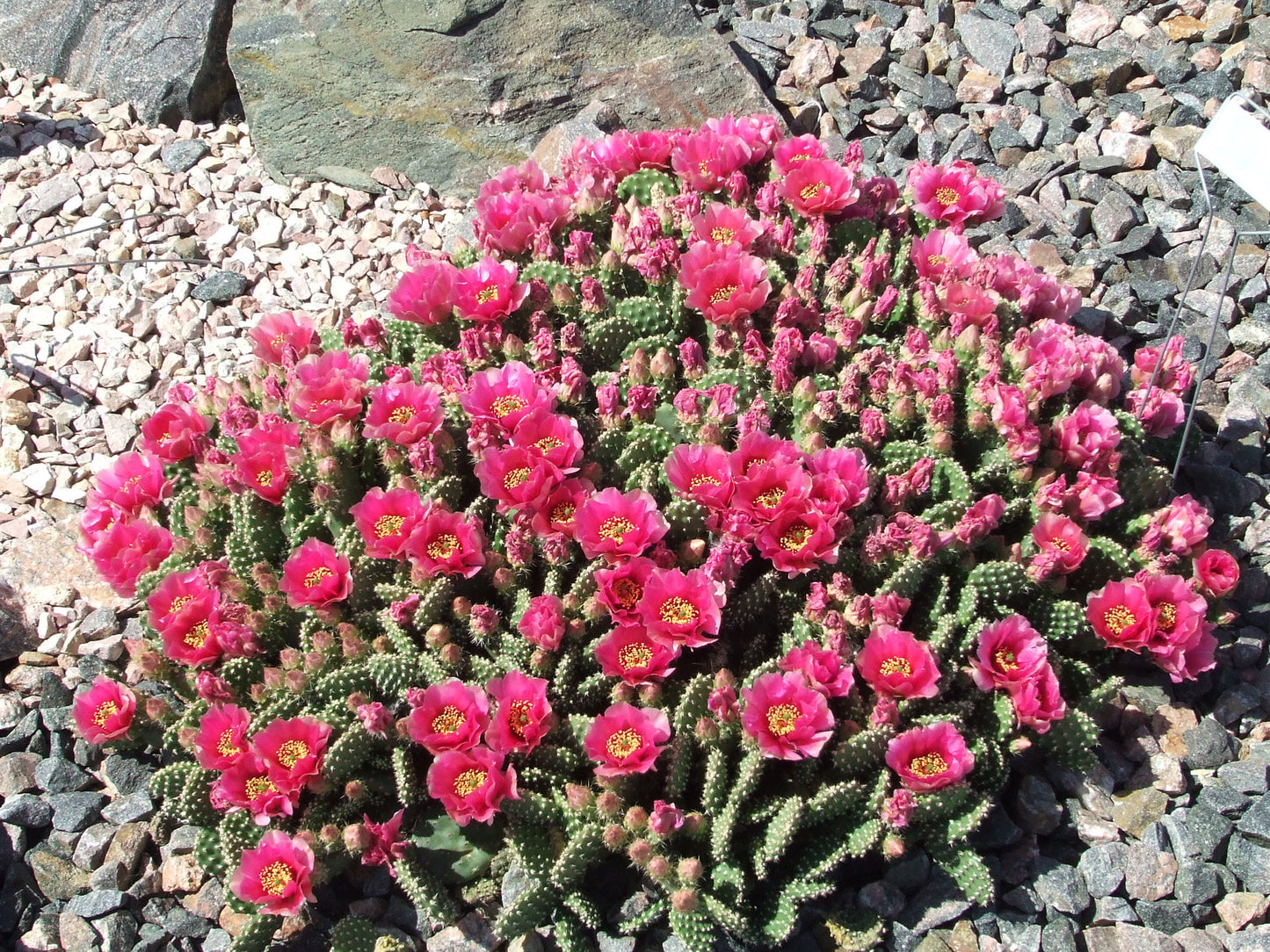 OP053: Opuntia hybrid 'Red Gem' COLD HARDY CACTUS